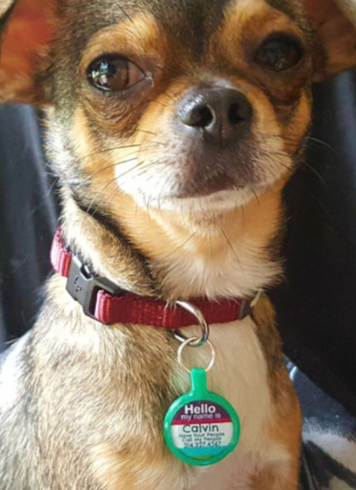 Hello Pet ID Tag Eco-Friendly Plastic Tag for Dogs and Cats